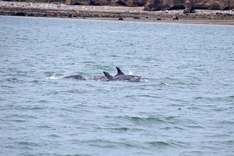 A dolphin with her calf photographed off Puffin Island