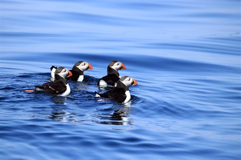 Puffins in the sea just off Puffin Island