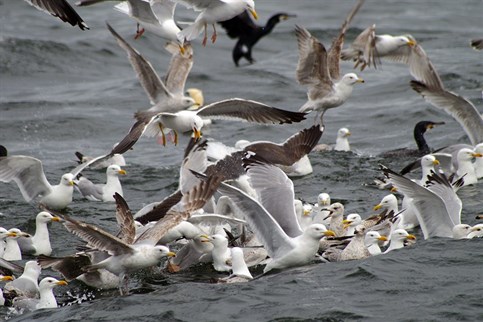 Seagulls on the Menai Straits