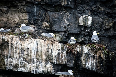 Seagulls on the rocks off Puffin Island