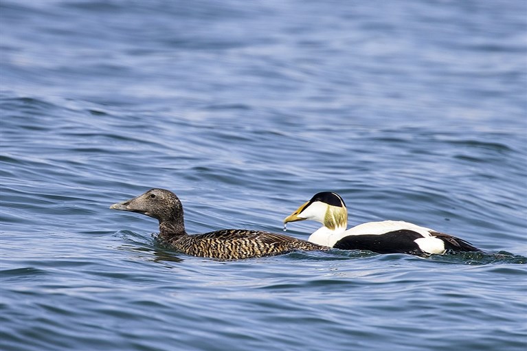 A pair of Eiders swimming just off the Anglesey coast