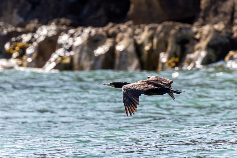 A Cormorant mid-flight near Puffin Island