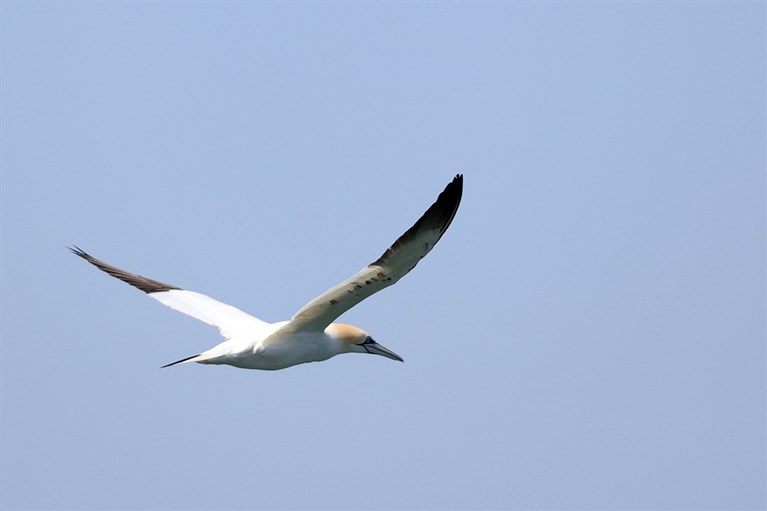 A Gannet, a regularly viewed seabird on the Menai Strait