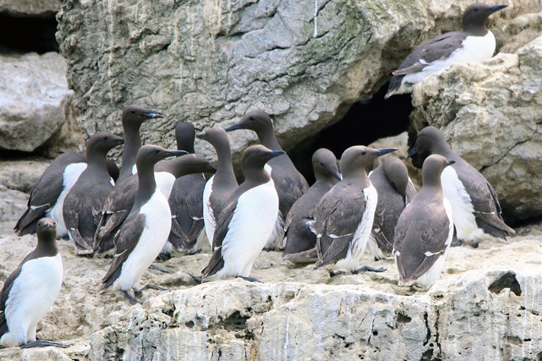 Guillemots on the rocks of Puffin Island viewed from one of our vessels