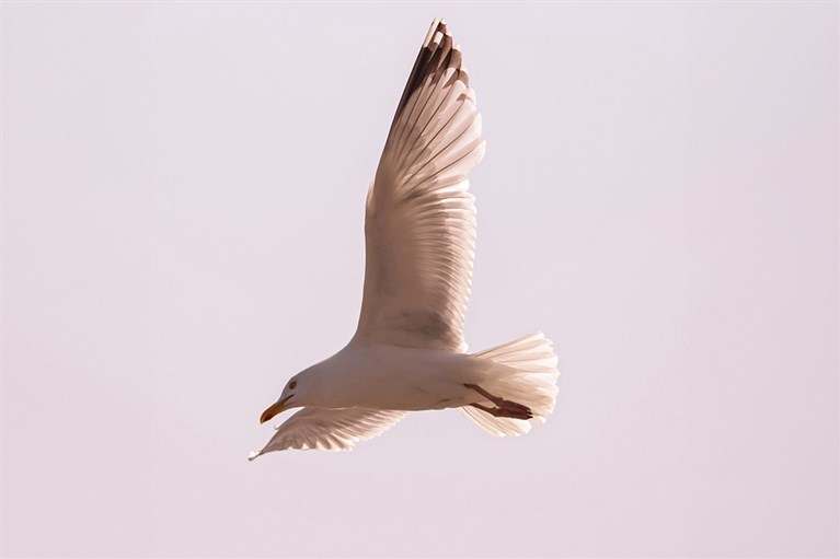 A Herring Gull mid-flight