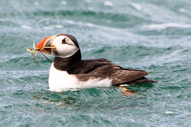 A Puffin swimming in the sea just off Puffin Island