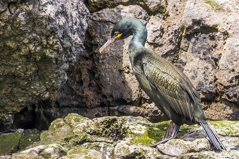 A Shag perches on the rocks of Puffin Island
