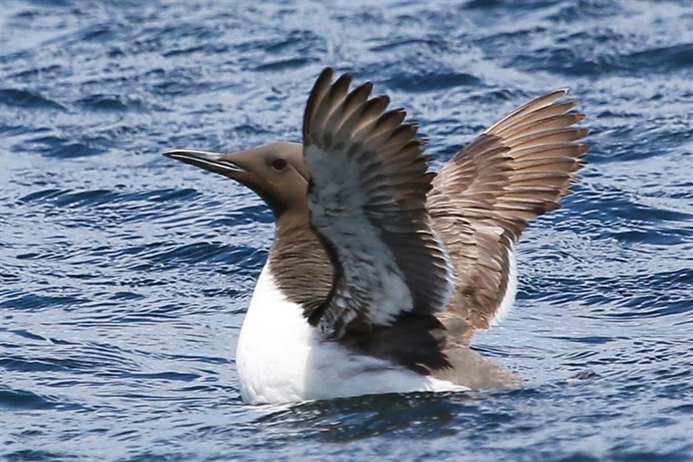 A guillemot, a regularly viewed seabird on the Menai Strait