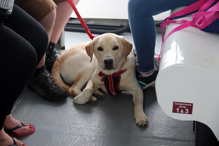 Well behaved dogs are welcome on our cruises