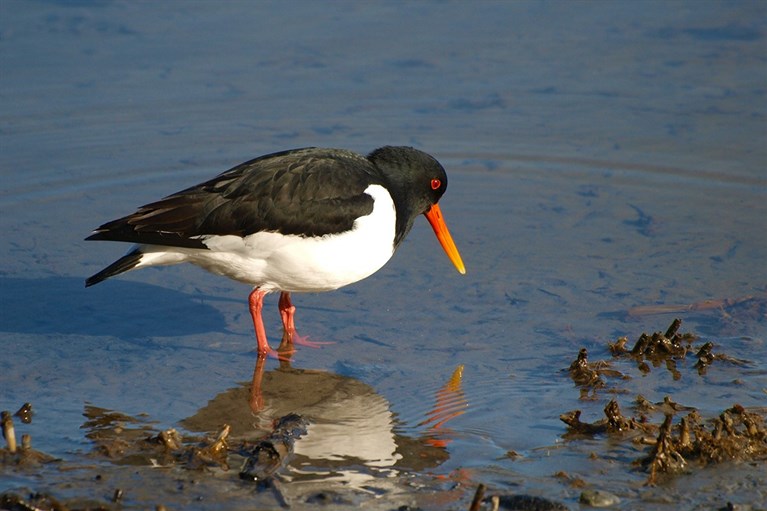 An Oystercatcher photographed wading at the edge of the Menai Strait