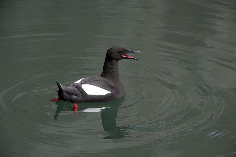 Black guillemot - one of many sea birds you can see on our Anglesey boat trips