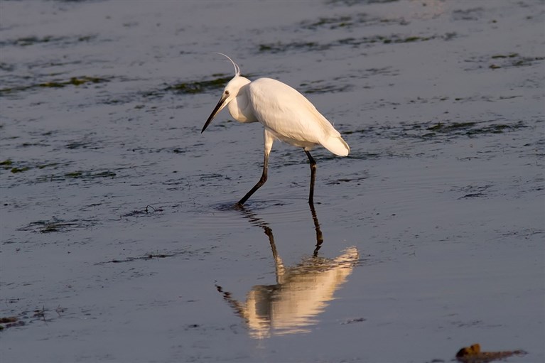 A Little Egret photographed wading at the edge of the Menai Strait